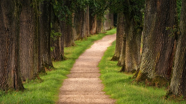 Woodland path