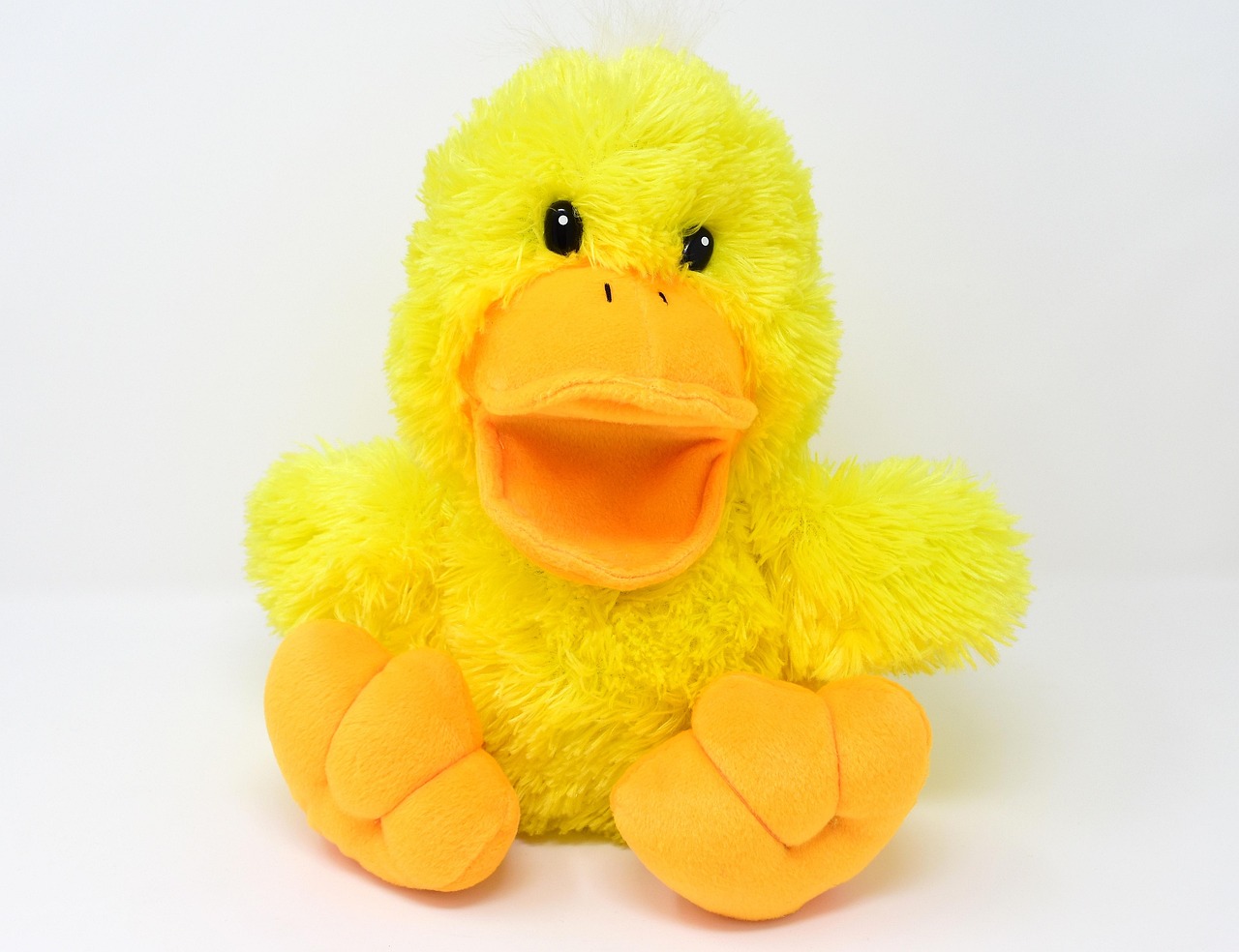 A small duck