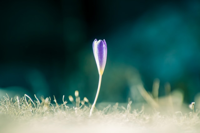 A budding flower