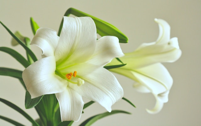 Funeral flowers
